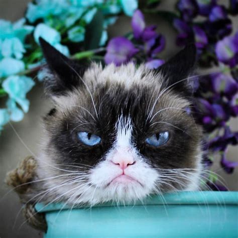 Grumpy Cat Le Chat Qui Fait La Tête Mais Qui A Un Grand Coeur