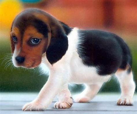 1000 Images About Beagles On Pinterest