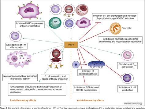 Figure 2 From How Interferon Gamma Keeps Autoimmune Diseases In Check