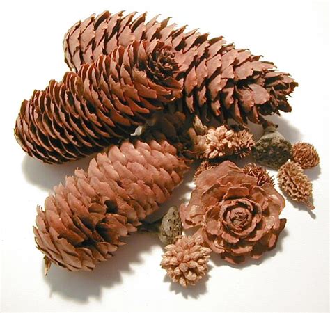 Free Image Of Pile Of Assorted Pine Cones