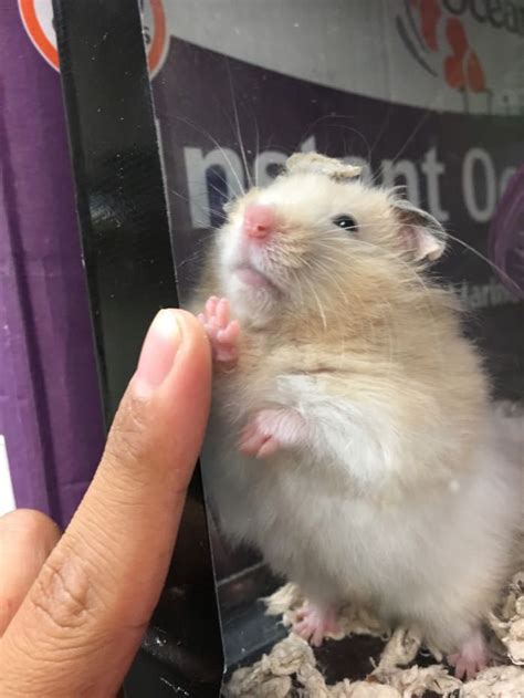 We Had A Moment With Images Clean Funny Memes Hamster