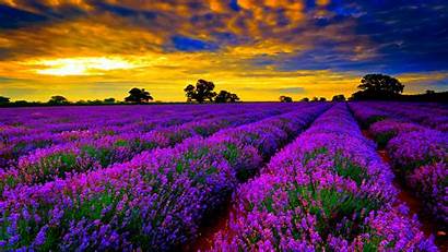 Landscapes Europe Lavender Fields