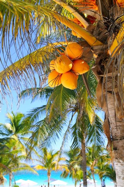 Coconut Palm Trees Caribbean Tropical Beach Photo Premium Download