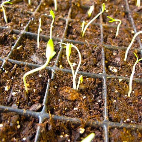 Germinating Tomato Seeds Indoor Seed Starting Farm To Jar Food
