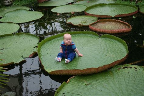 Floatin On A Lily Pad Victoria Amazonica Water Plant Lily Pads