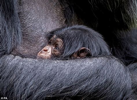 Chimpanzee 43 Cradles Baby After Giving Birth At Chester Zoo Daily