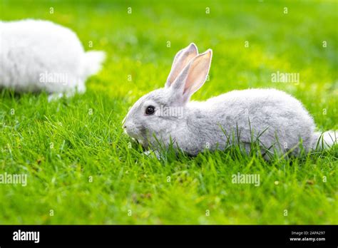 Pair Of Cute Adorable Fluffy Rabbits Grazing On Green Grass Lawn At