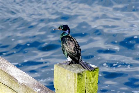 Victoria Daily Photo Pelagic Cormorant Phalacrocorax Pelagicus