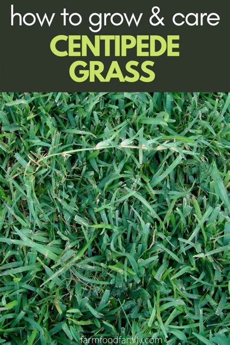 Centipede Grass Types Growing Care Guide Problems Diseases