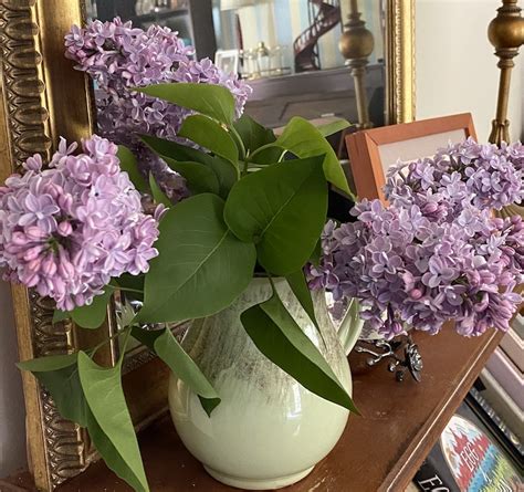 Lilacs Come Lately Alan Ilagan