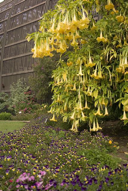 Bell Flower Tree Flickr Photo Sharing