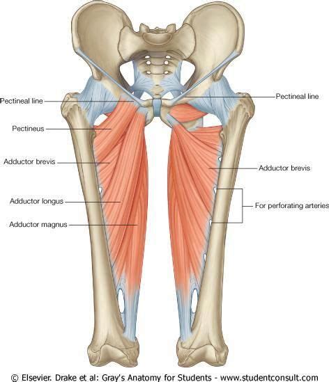 Adductors Are Important Because They Help Balance The Other Muscles In