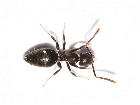 White Footed Ants How To Get Rid Of White Footed Ants