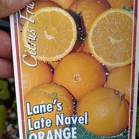 Citrus Sinensis ‘navel Orange Washington Dwarf 5l Camden Nurseries