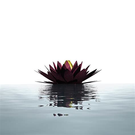 Lotus Flower Floating On The Water Photograph By