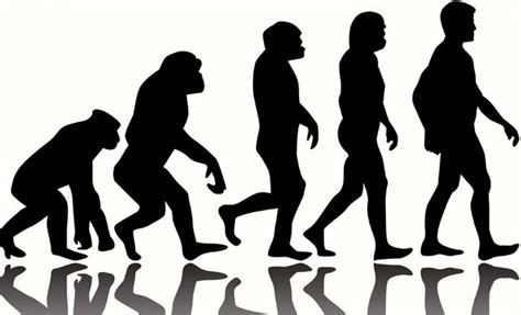 Maybe you would like to learn more about one of these? Human body has gone through four stages of evolution: study