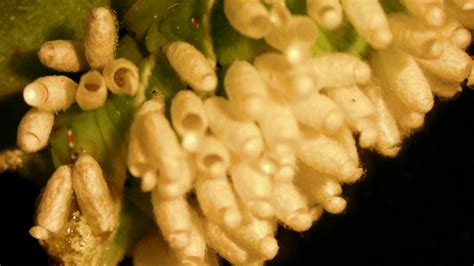 When the eggs hatch into larvae, the caterpillar will be eaten. Parasitic wasp eggs infecting Tomato Horn Worm : natureismetal