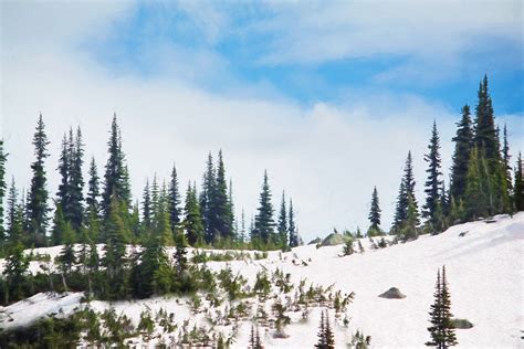 1366x768 Wallpaper Landscape Photo Of Snowy Mountain Of Evergreen
