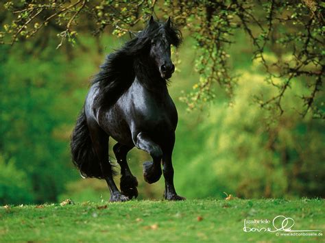 Black Beauty Horses Most Beautiful Horses Horse Wallpaper