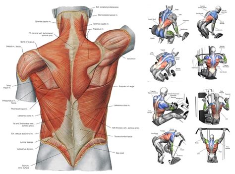 Overview product description the muscles of the shoulder and back chart shows how the many layers of muscle in the shoulder and back are intertwined with the other relevant systems and muscles in adjacent areas like the spine and neck. Best Back Workouts: To Build Your Back Muscles | AnyTimeStrength