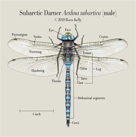 Dragonfly Diagram Of Body Parts