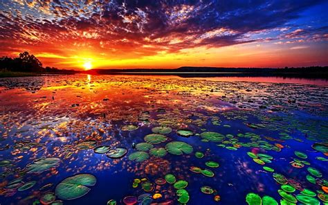 Hd Wallpaper Green Lily Pads Lakes Sun Sunset Water Lily Sky