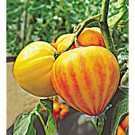Plants Greffés de Tomates Achat de Plants Potagers Baumaux