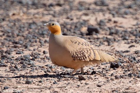 Spotted Sandgrouse Pterocles Senegallus Some Photos And Notes
