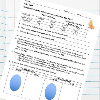 An average egg weighs about three pounds (1.4 kg), and is roughly equivalent to about two dozen chicken eggs. Egg Osmosis Lab Pre Lab Questions + mvphip Answer Key