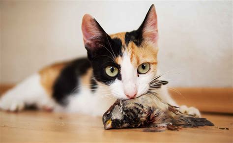 Do Cats Eat Birds You Wouldnt Believe These 10 Facts Petanew