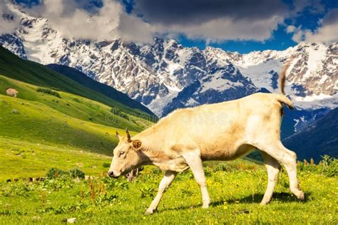 Cows Grazing Stock Image Image Of Cattle Beautiful 175035625