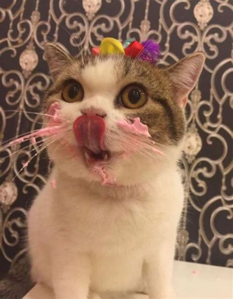 Some tuna now and then and if you think your cat has consumed something that's toxic, call for emergency help at once. Adorable Cat Eats Cake For His Birthday - Barnorama