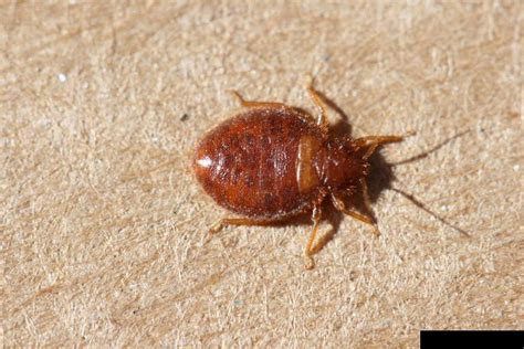 Bugs That Look Like Bed Bugs Pictures Examples