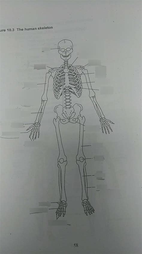 The Human Skeleton Diagram Quizlet