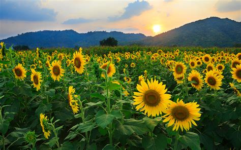 High Quality Wallpaper Of Nature Picture Of Sunflowers Flowers