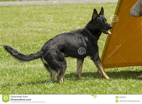 German Shepherd In Police Dog Training Stock Photo Image Of Training