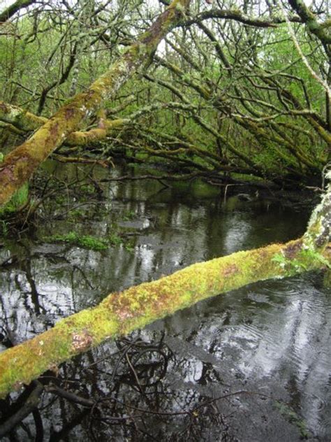 Coillte Woodland Restoration In Ireland