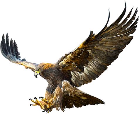 Eagle Png Transparent Images Png All Riset Vrogue