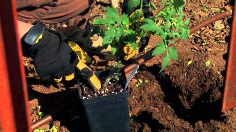 Planting Grafted Tomatoes Youtube