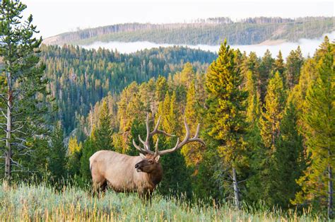 Hunting Outfitters In Western Montana The Official Western Montana