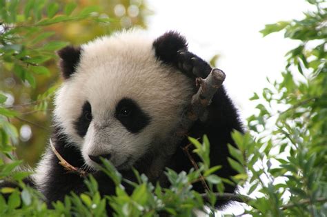 Filesu Lin Giant Panda Bear Cub At The San Diego Zoo Wikimedia