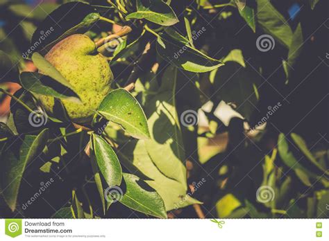 Small Pears On Branch Stock Image Image Of Summer Refreshment 77433041