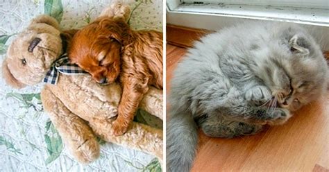 10 Photos Of Sleeping Animals That Will Make You Smile