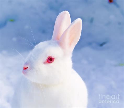 White Rabbit In Snow Photograph By Gry Thunes