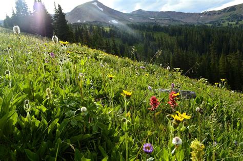 11 Best Hikes To See Wildflowers This Spring And Summer