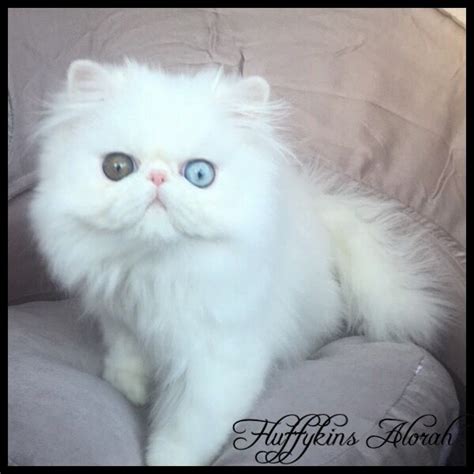 Fluffykins Alorah Odd Eyed White Persian Kitten Fluffykins Cattery