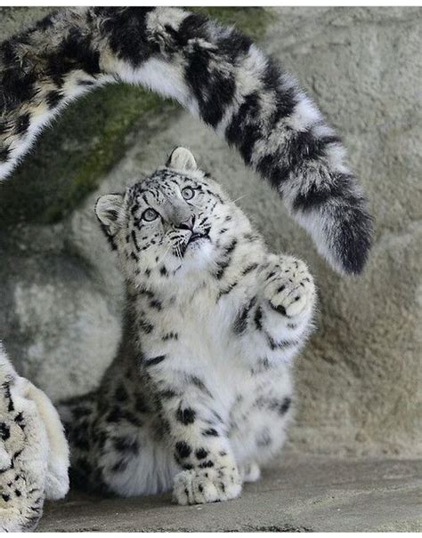 How Many Babies Can A Snow Leopard Have Peepsburghcom