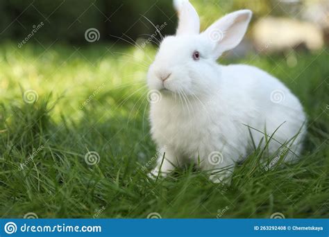Cute White Rabbit On Green Grass Outdoors Stock Photo Image Of