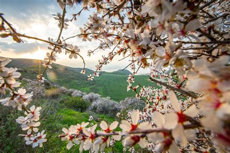 Erupting With Flowers Before Spring Almond Tree A Bounty Of Jewish