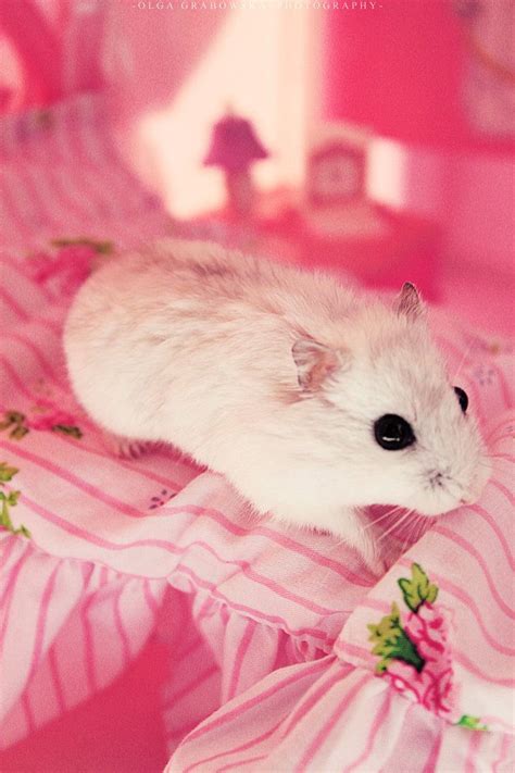 Update 56 Cute Hamster Wallpapers Incdgdbentre